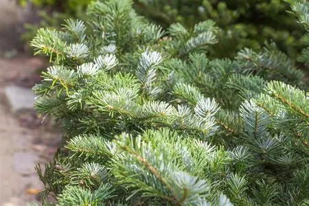 Abies amabilis 'Spreading Star' - 30-40 CM RB - image 1