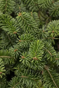 Abies balsamea 'Nana' - 30-40 CM C5 - image 2