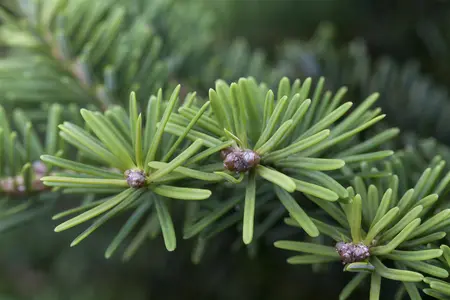 Abies balsamea 'Nana' - 30-40 CM C5 - image 3