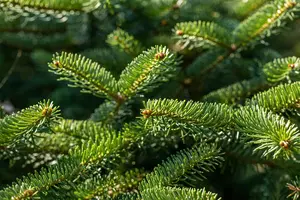 Abies cephalonica 'Meyer's Dwarf'