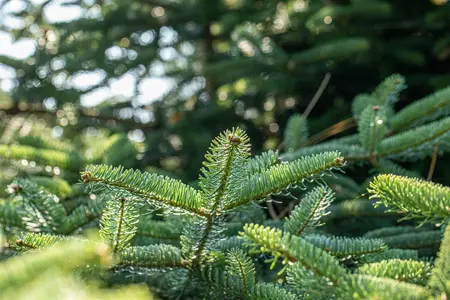 Abies cephalonica 'Meyer's Dwarf' - 20-25 CM RB - image 3