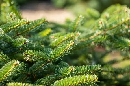 Abies cephalonica 'Meyer's Dwarf' - 20-25 CM RB - image 4