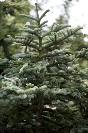 Abies concolor - 60-80 CM RB - image 1