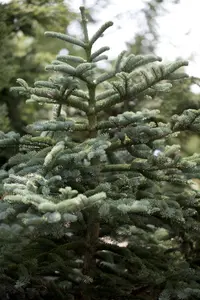 Abies concolor 'Silver Blue'