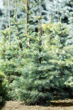 Abies concolor 'Silver Blue' - 80-100 CM RB - image 2