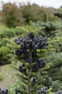 Abies koreana - P9 - image 2