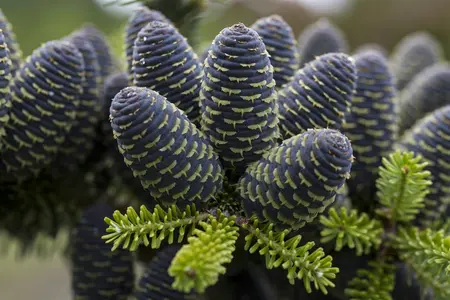 Abies koreana - P9 - image 1