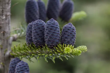 Abies koreana - P9 - image 4