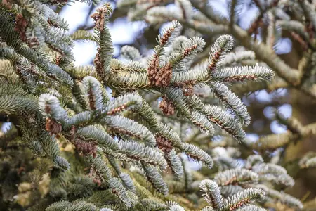 Abies koreana - P9 - image 5