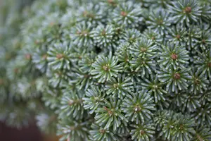 Abies koreana 'Blauer Eskimo' - 10-12 CM C3 - image 2