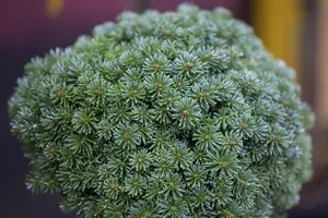 Abies koreana 'Blauer Eskimo' - 10-12 CM C3 - image 3