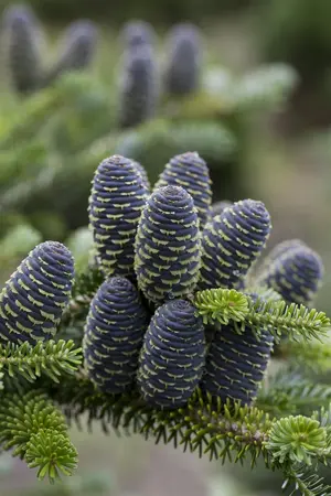 Abies koreana 'Blue Emperor' - 25-30 CM C5 - image 1