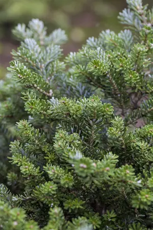 Abies koreana 'Blue Emperor' - 25-30 CM C5 - image 2