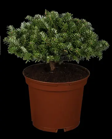 Abies koreana 'Brilliant' - 30-35 CM RB - image 1