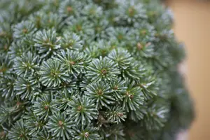 Abies koreana 'Brilliant' - 30-35 CM RB - image 3