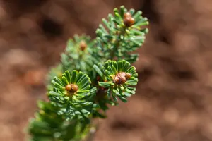 Abies koreana 'Brilliant' - 30-35 CM RB - image 4