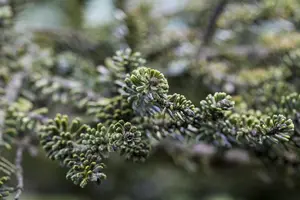 Abies koreana 'Kohout's Icebreaker'