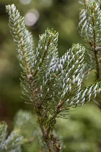 Abies koreana 'Silberlocke' - 20-30 CM BR - image 2