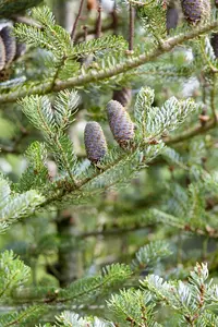 Abies koreana 'Silberlocke' - 20-30 CM BR - image 5