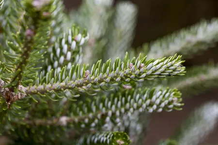 Abies koreana 'Silberlocke' - 20-30 CM BR - image 1