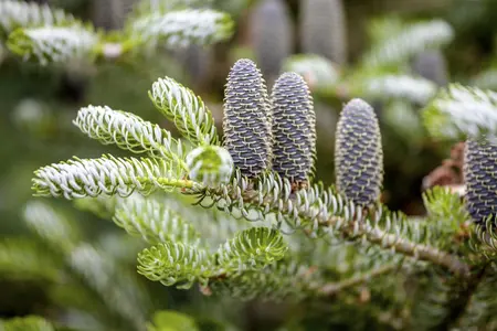 Abies koreana 'Silberlocke' - 20-30 CM BR - image 3