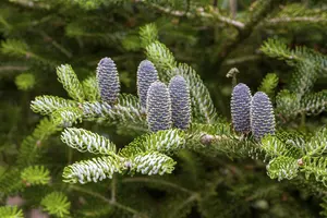 Abies koreana 'Silberlocke' - 20-30 CM BR - image 4