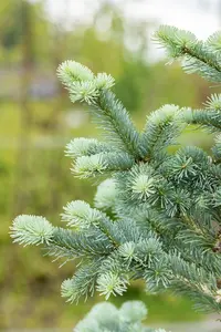 Abies lasiocarpa 'Compacta' - 20-30 CM RB - image 4