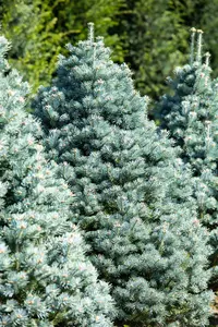 Abies lasiocarpa 'Compacta'