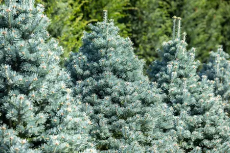 Abies lasiocarpa 'Compacta' - 20-30 CM RB - image 3