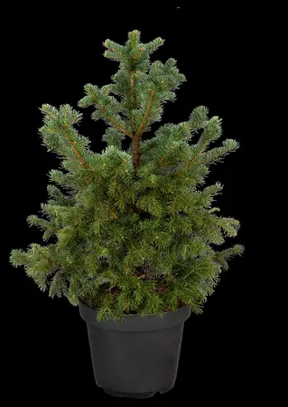 Abies lasiocarpa 'Green Globe' - 50-60 CM C20 - image 3