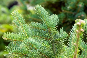 Abies lasiocarpa 'Green Globe'