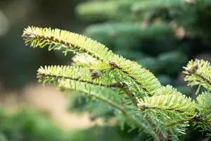 Abies nordm. 'Barabits Compact'