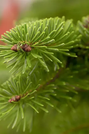 Abies nordm. 'Filips Perfect Column' - 40-50 CM C7.5 - image 1