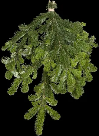 Abies nordm. 'Filips Perfect Column' - 40-50 CM C7.5 - image 5