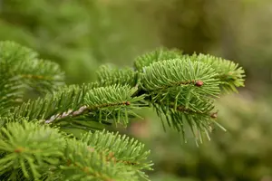 Abies nordm. 'Filips Perfect Column' - 40-50 CM C7.5 - image 2