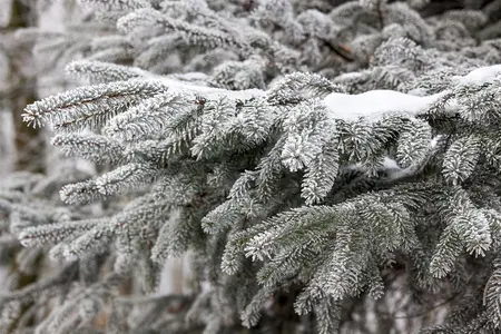 Abies nordm. 'Filips Perfect Column' - 40-50 CM C7.5 - image 4