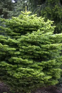 Abies nordm. 'Golden Spreader'