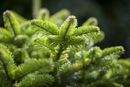 Abies nordm. 'M?nsterland' - 15-20 CM C3