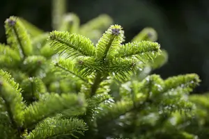 Abies nordm. 'M?nsterland'