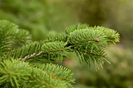 Abies nordmanniana - 15-20 CM - image 2