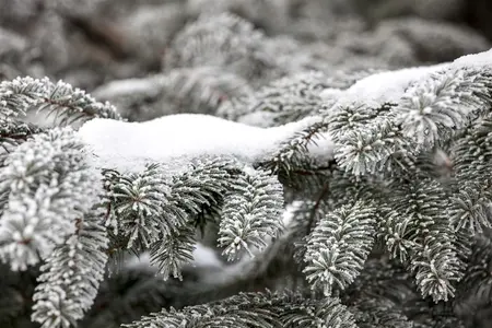 Abies nordmanniana - 15-20 CM - image 3