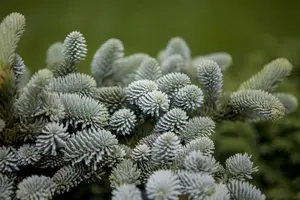 Abies pinsapo 'Glauca'