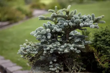 Abies pinsapo 'Glauca' - 12-15 CM P9 - image 2