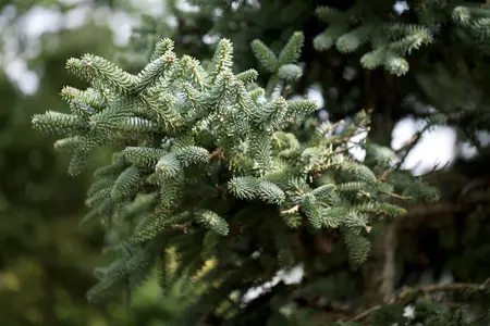 Abies pinsapo 'Horstmann' - LIN. P9 8-10 CM - image 1