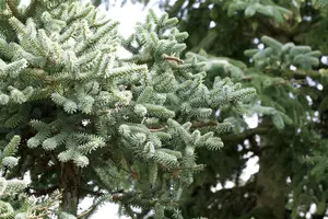 Abies pinsapo 'Horstmann' - LIN. P9 8-10 CM - image 2