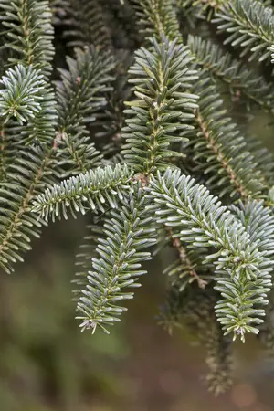 Abies pinsapo 'Kelleriis' - 40-50 CM RB - image 1