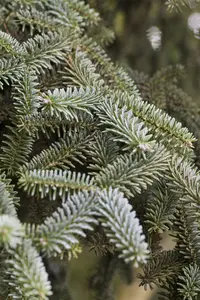 Abies pinsapo 'Kelleriis' - 40-50 CM RB - image 3