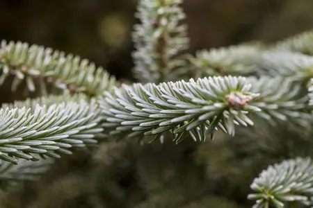 Abies pinsapo 'Kelleriis' - 40-50 CM RB - image 2