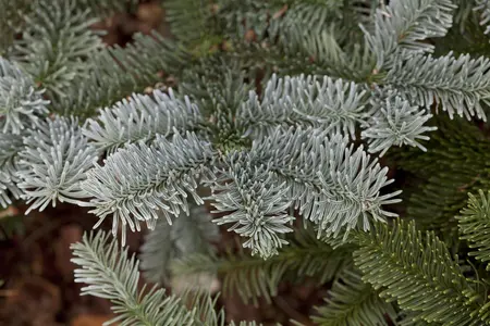 Abies procera 'Glauca' - 12-15 CM P9 - image 1