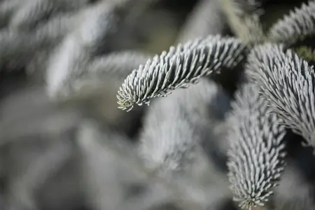 Abies procera 'Glauca' - 12-15 CM P9 - image 3